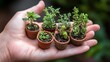 © Rere_Art151 - Hand Holding Six Small Pots of Herbs