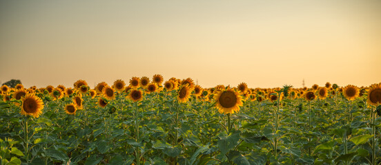 Field sunflowers in the warm light of the setting sun. Summer time. Concept agriculture oil production growing.