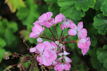 Geranium or pelargonium beautiful flowers in a summer garden