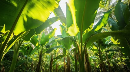 Poster - Sunlight filtering through lush banana plant leaves in a tropical forest during the morning hours