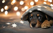 © Giorgi - Anxious Dog Snuggled Under the Covers