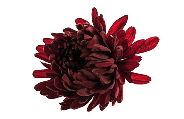 Deep red dried chrysanthemum flower bloom image isolated transparent. Floral layered petals rich texture cut out photo png. Autumn-inspired decor cutout element object photography