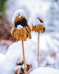 Dry flowers covered with snow standing in the garden during winter