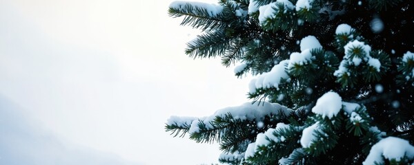 A serene winter scene features a snow-covered pine tree with branches and needles, set against a blurred mountain backdrop, captured from a low angle