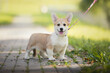 © vprotastchik - portrait of red and white female pembroke welsh corgi puppy in collar with leash on the road with open mouth in summer park