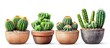 © MBRAMO - Four potted succulents, one with a tall cactus, one with a cluster of barrel cactuses, one with a cluster of small cactuses, and one with a cluster of three cactuses.