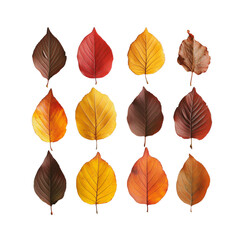 Wall Mural - Set of Autumn Leaves in Various Shades Isolated
