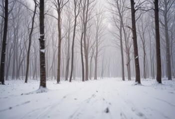 Poster - A snowy forest path winds through the bare trees, creating a serene and tranquil atmosphere