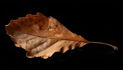 Wall Mural - Intricate Veins of a Dry Brown Leaf Against a Dark Backdrop