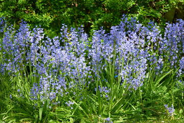 Nature, summer and environment with flowers in forest for sustainability, growth and ecosystem. Biodiversity, conservation and ecology with bluebell plant in countryside for grass, season and blossom