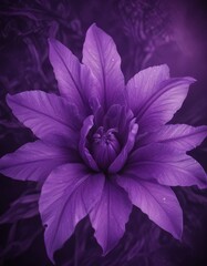 Fototapete - A close-up large, vibrant purple flower with a central bloom surrounded by six petals, set against a dark purple background