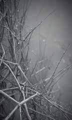 Poster - A close-up black and white photograph dense, tangled web of thin, branching branches with water droplets clinging to their edges, creating a sense of depth and complexity