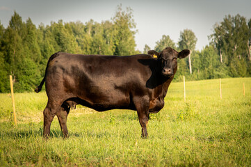 Black angus cow standing on field, forest in background, summer day.