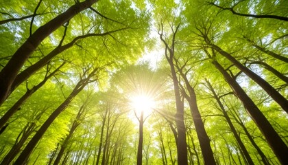 Poster - The sun shines through the lush green leaves dense forest, casting a warm glow on the towering trees