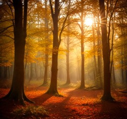 Poster - A serene forest scene with sunlight filtering through the trees, casting a warm glow on the fallen leaves and the forest floor