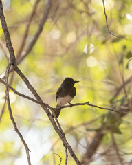 Wall Mural - A Black Phoebe perches on a small branch facing the camera with pale green backlit leaves behind him and other branches framing him.
