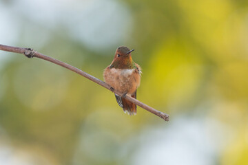 Wall Mural - A male Rufous hummingbird puffs out his feathers while warning other hummers away from his territory. His gorget glows with iridescent red orange and green while his body is a more muted rusty red.