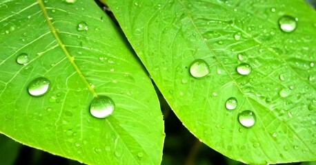 Leinwandbilder - Dew-covered leaves in a natural setting