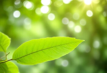 Poster - A close-up view vibrant green leaf, with a blurred background of lush foliage and sunlight filtering through