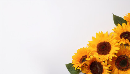 Two sunflowers in bottom left corner on yellow background. flower spring summer nature freshness copy space.