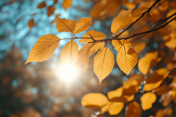 Wall Mural - autumn leaves during golden october