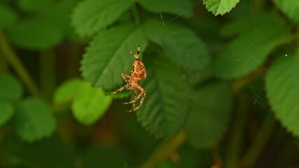 spider on a web