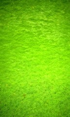 Poster - A lush, green lawn with small yellow flowers scattered throughout, captured from a high angle