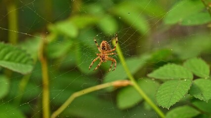 spider on a web