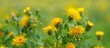 © 2rogan - Flowers Motley Grass In Field Elecampane Nardus Golden Flower Inula Salicina Antiseptic Spice Flavoring Coloring Drug Plant In Treatment Of Bronchitis Migraine Heart Pain