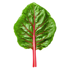 Wall Mural - Fresh Swiss chard leaf with vibrant red stems