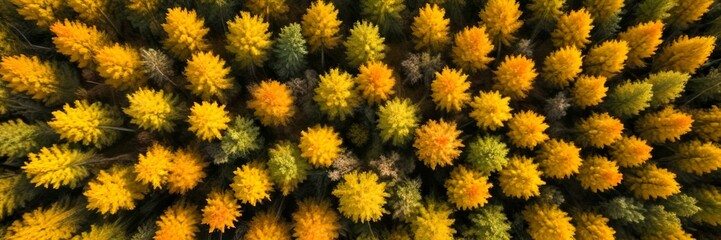 Aufkleber - Aerial view forest with trees displaying a mix of yellow and green foliage, creating a vibrant autumnal scene