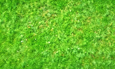 Poster - A close-up view lush, green grassy field with small white specks scattered throughout, creating a textured and natural appearance