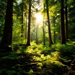 Poster - A serene forest scene with sunlight filtering through the trees, casting dappled shadows and highlighting the lush green moss covering the forest floor