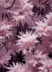 Aufkleber - a close-up view of a tree with pink, fuzzy, and white flowers, creating a soft, dreamlike effect.
