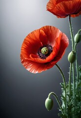 Poster - A close-up vibrant red poppy flower with a green center, set against a dark background