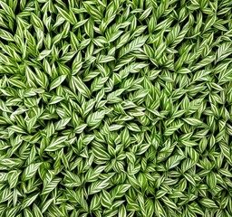 Poster - a dense, textured background of green leaves with white stripes, creating a lush, natural appearance