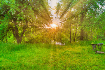 Wall Mural - green forest at sunset with sun beams through green leaves