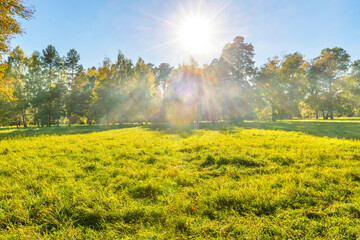 Wall Mural - green field and forest at sunset with sun light