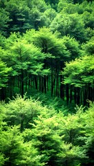 Poster - A dense forest of tall trees with lush green foliage, creating a serene and tranquil atmosphere