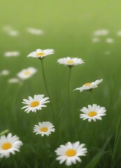 Poster - A field of white daisies with yellow centers is set against a blurred green background
