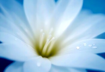 Poster - A close-up white flower with water droplets on its petals, set against a blurred blue background