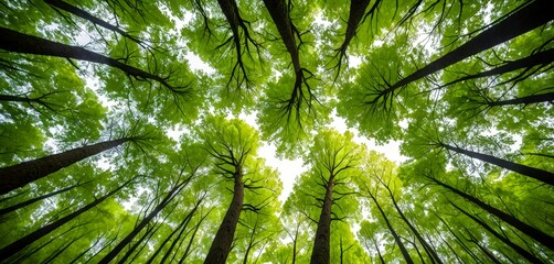 Poster - A lush forest canopy stretches upwards, with the tops of trees visible in the distance, creating a sense of depth and scale