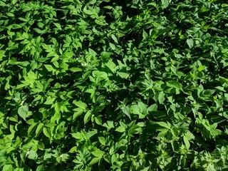 Wall Mural - green leaves background