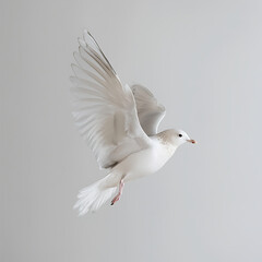 Wall Mural - Majestic white dove in mid-flight against a light backdrop