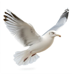 Wall Mural - Realistic illustration of a seagull in flight