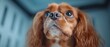 © Jevjenijs - eyes fixed on the camera, wide open..or..Up-close image of a dog's engaged eyes staring directly