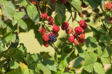 Blackberries and raspberries ripen on the bush. Red to black fruits.