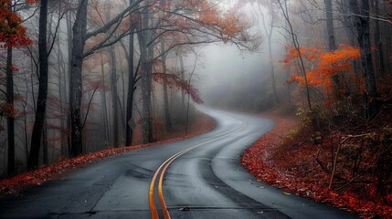 Wall Mural - A road with trees on both sides and a yellow line