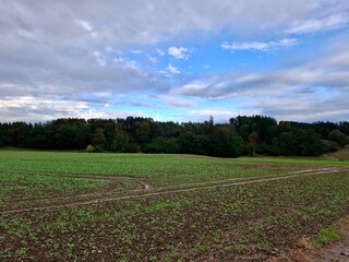 Landscape of an open field and blue sky in the forest