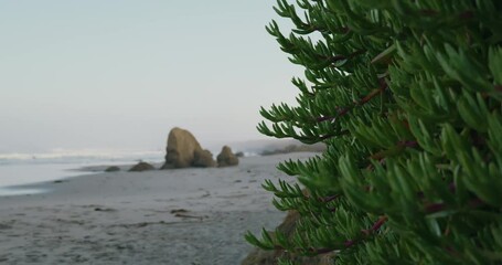 Canvas Print - Ice plant growing on a cliff near a beach at dawn